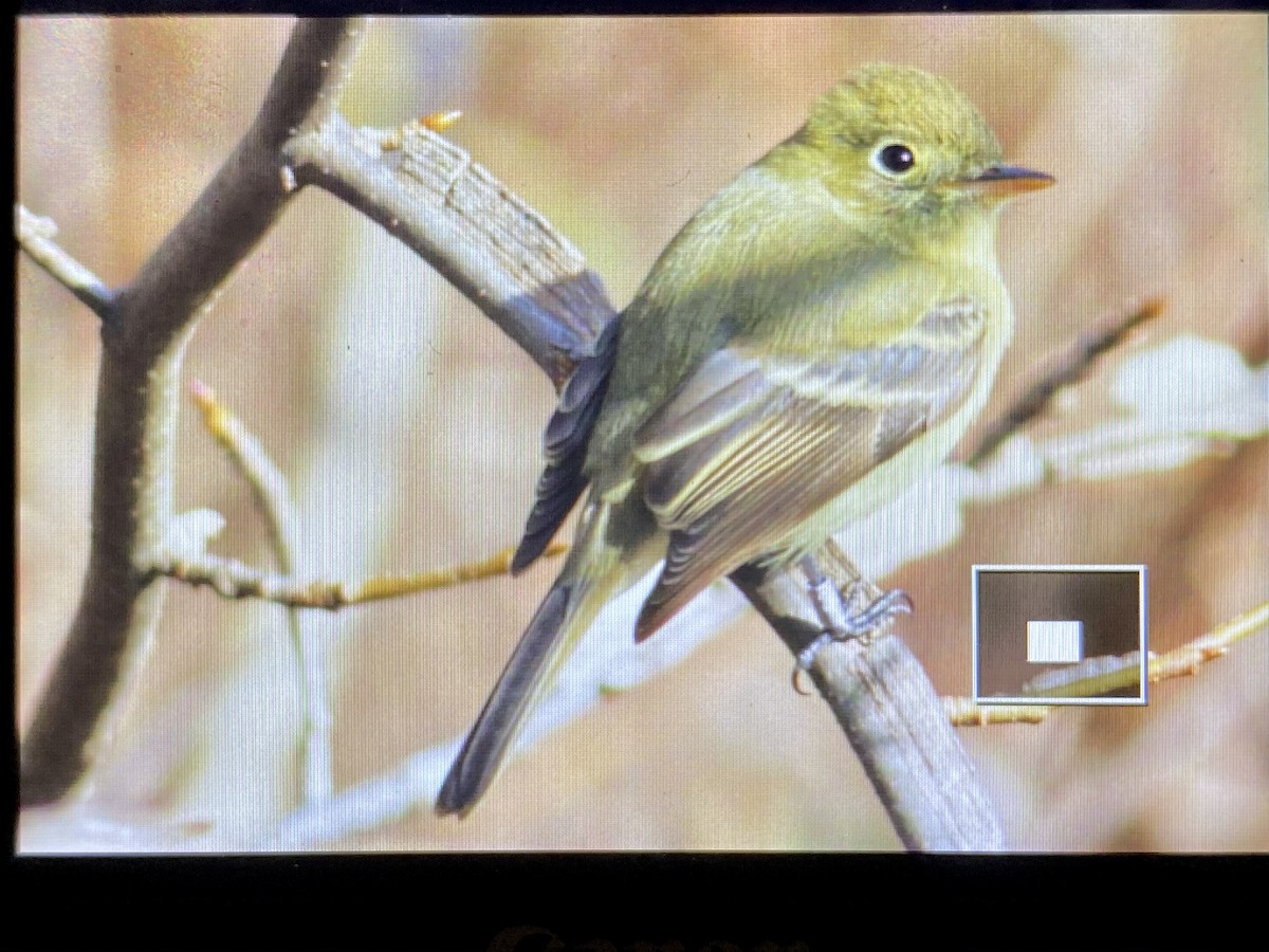 vestempid - ML402674031