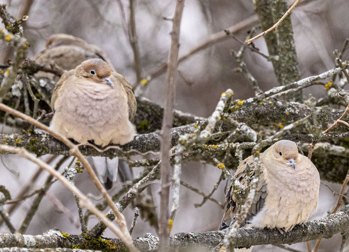 Mourning Dove - Ed kendall