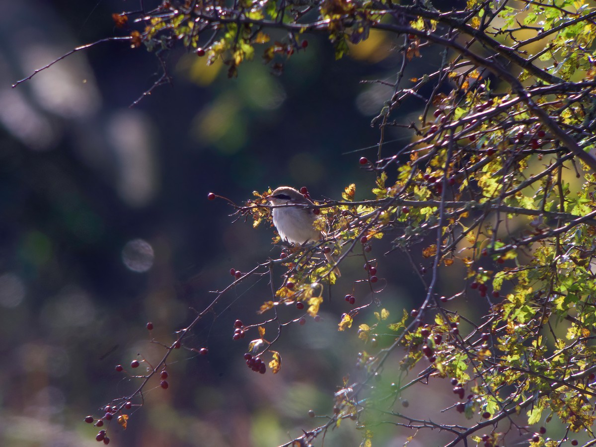 Brown Shrike (Brown) - ML402676581