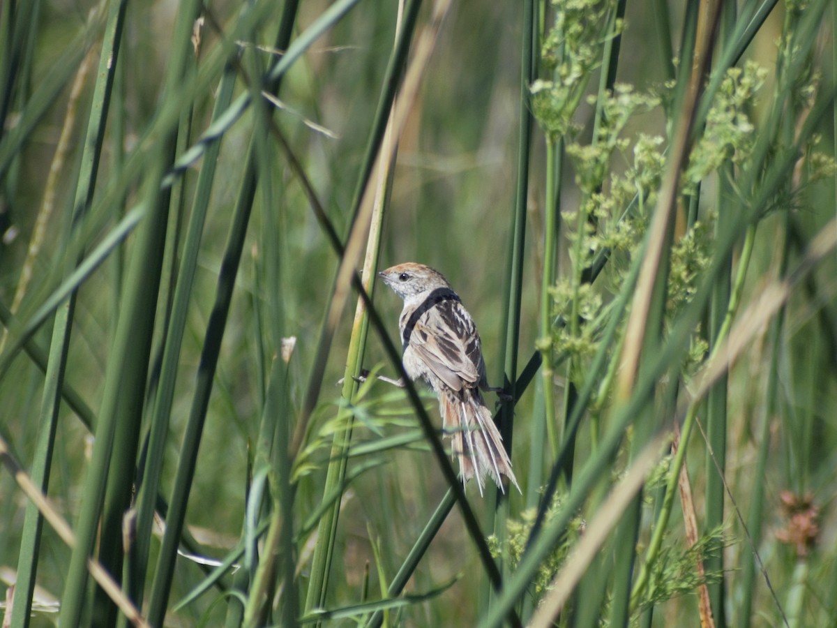 Bay-capped Wren-Spinetail - ML402679111