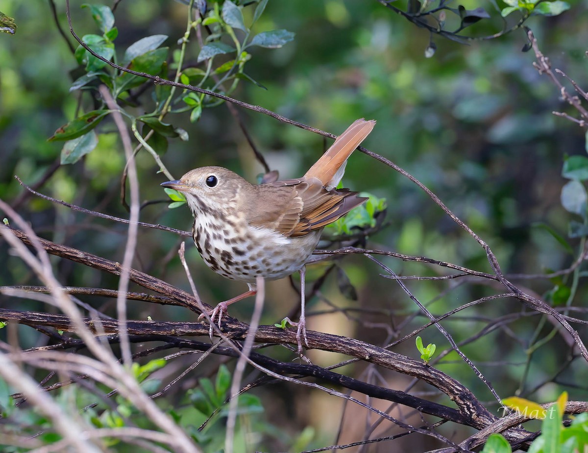 Hermit Thrush - Tom Mast