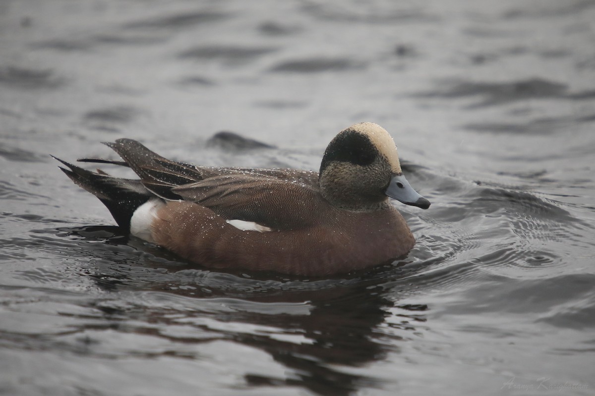 American Wigeon - Arav and Aranya Karighattam