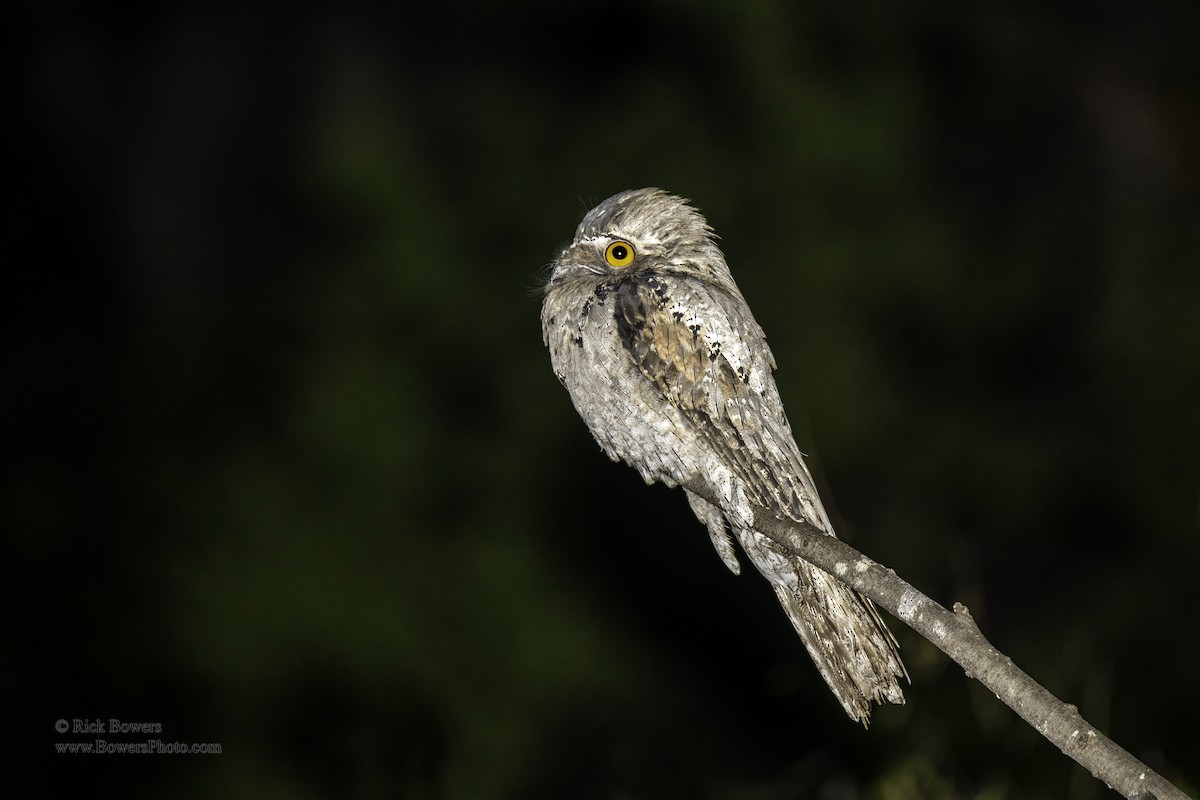 Northern Potoo - ML402681621