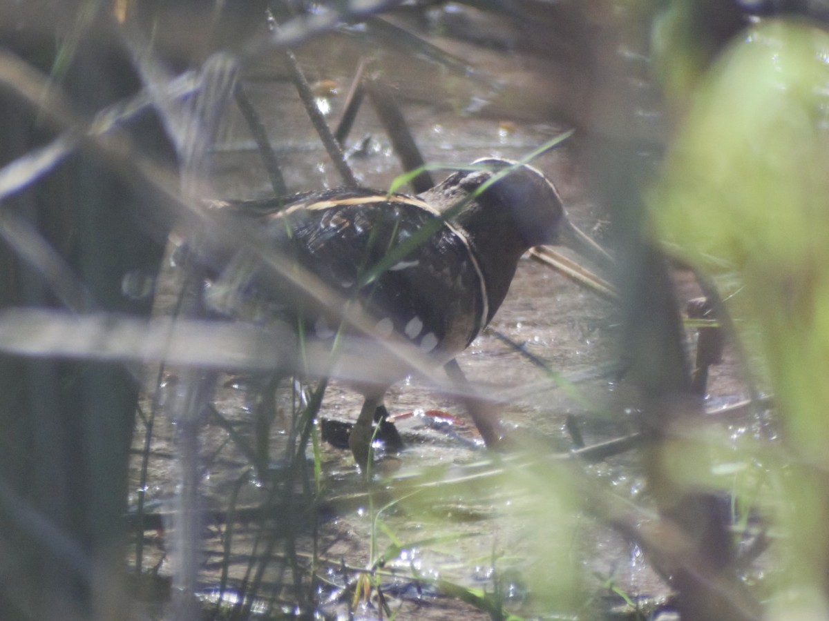 South American Painted-Snipe - ML402682221