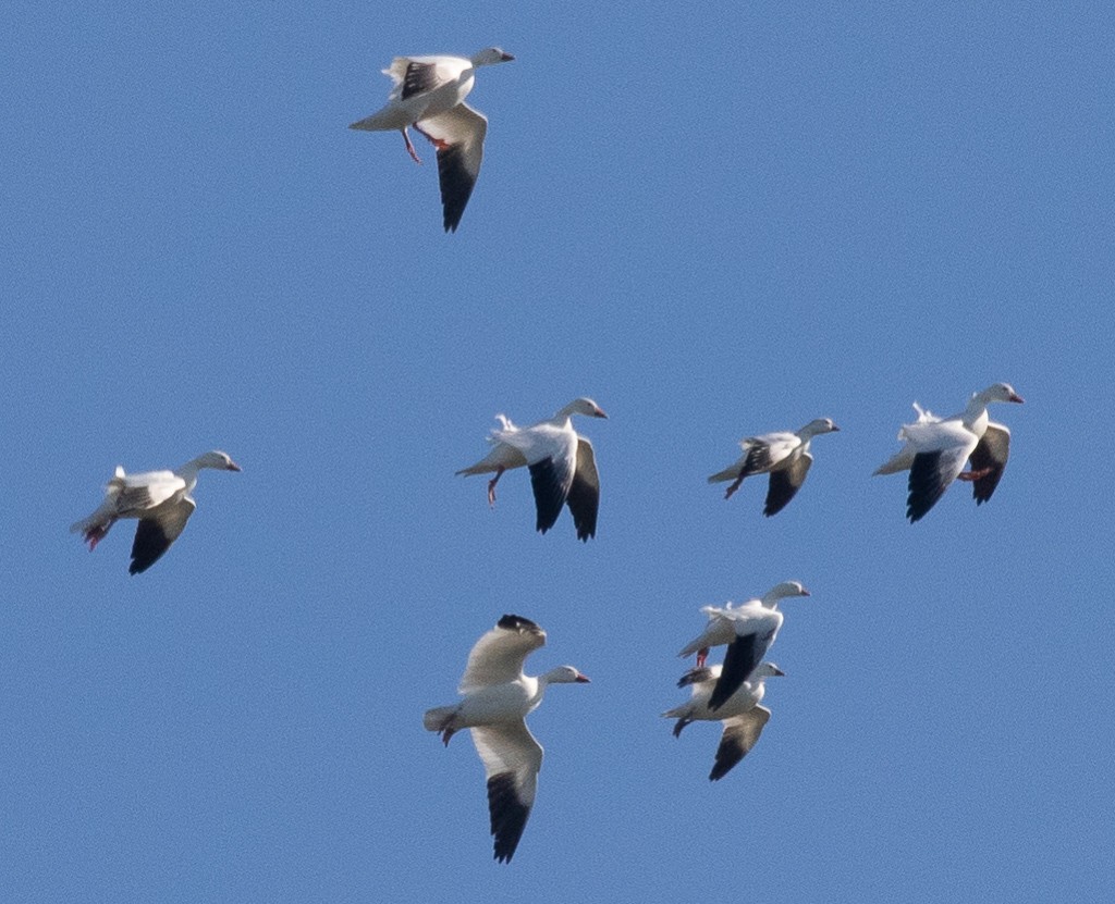 Ross's Goose - ML402682371