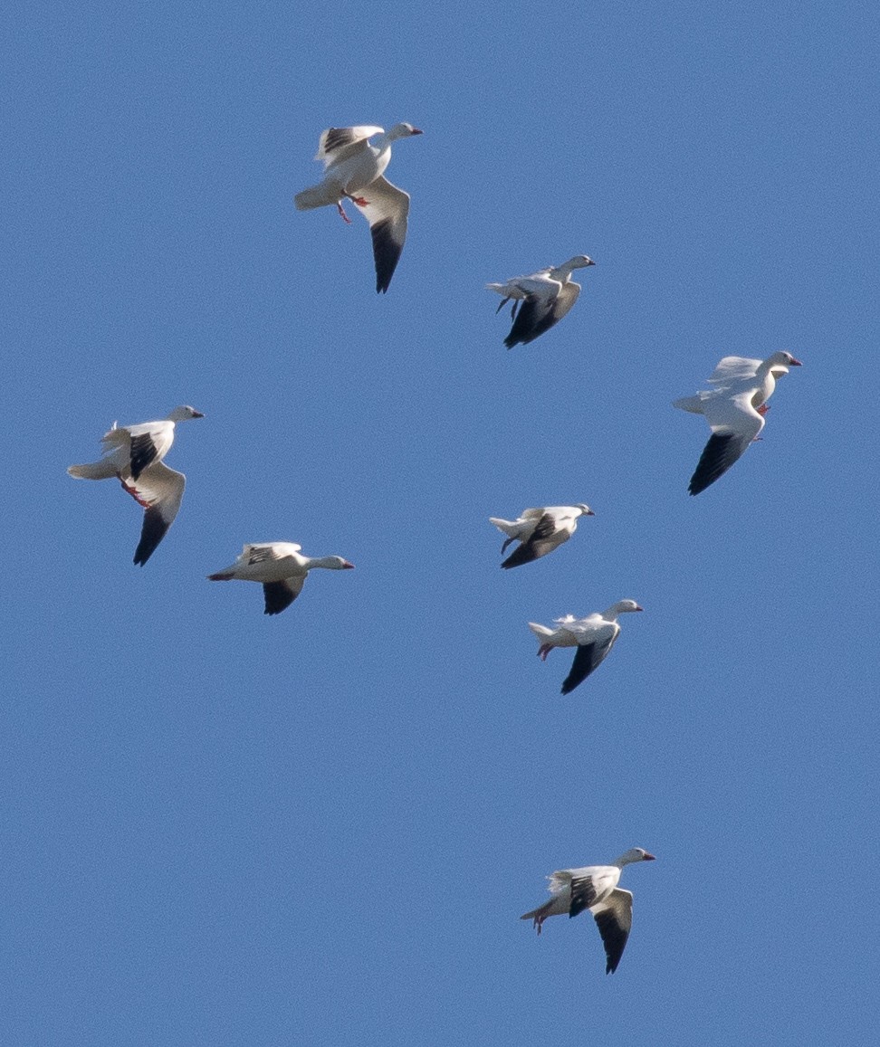 Ross's Goose - ML402682391