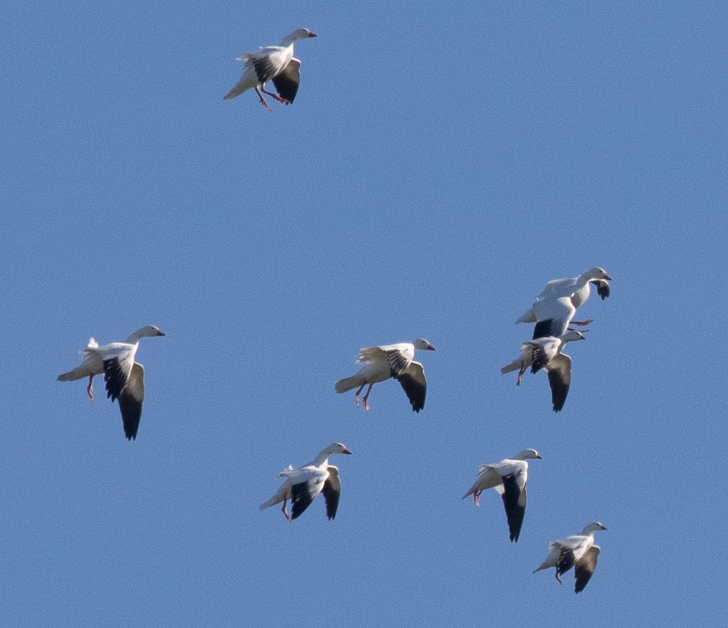 Ross's Goose - ML402682401