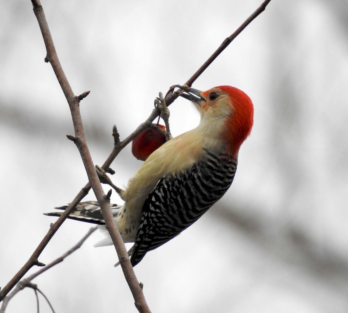 Red-bellied Woodpecker - Laurie  Keefe
