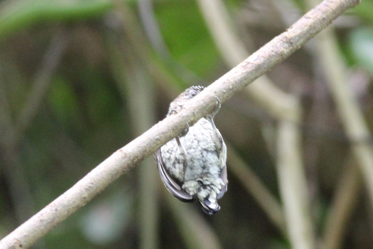 Scaled Piculet - ML402685491