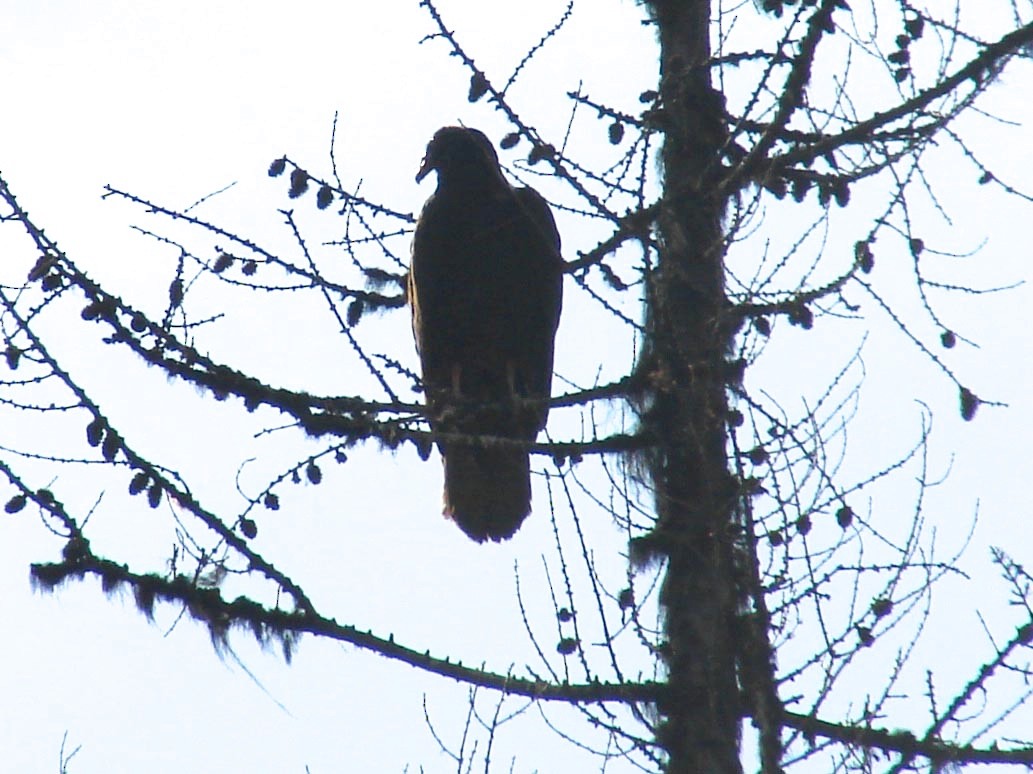 Turkey Vulture - ML40268591