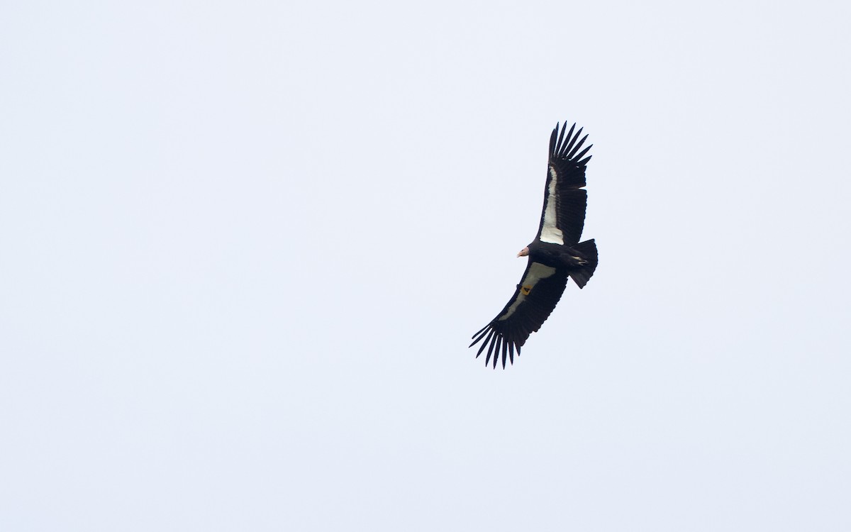 California Condor - ML402685921