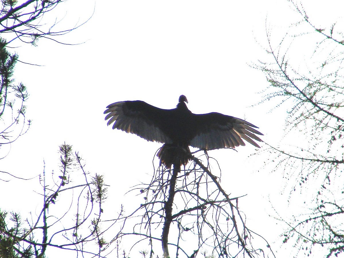 Urubu à tête rouge - ML40268601