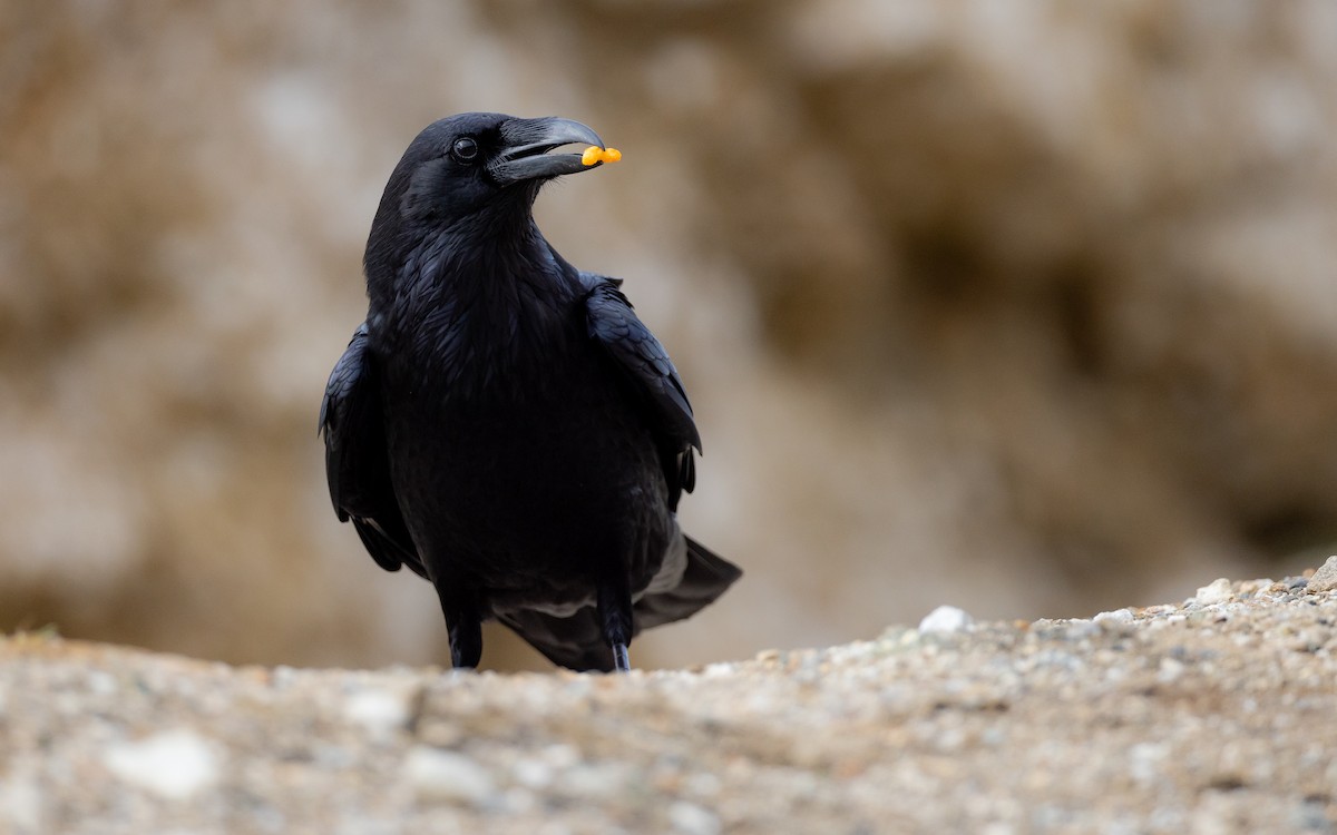 Common Raven - ML402686081