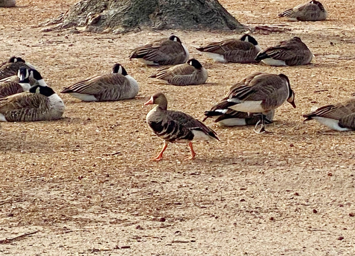 Greater White-fronted Goose - ML402687511