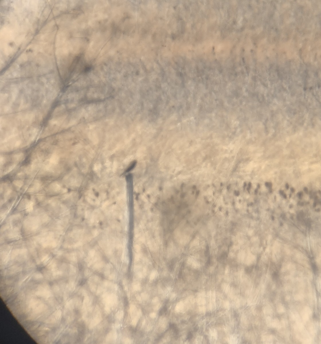 Prairie Falcon - ML402687611