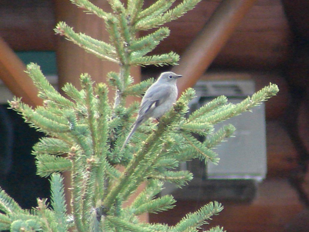 Townsend's Solitaire - ML40269011