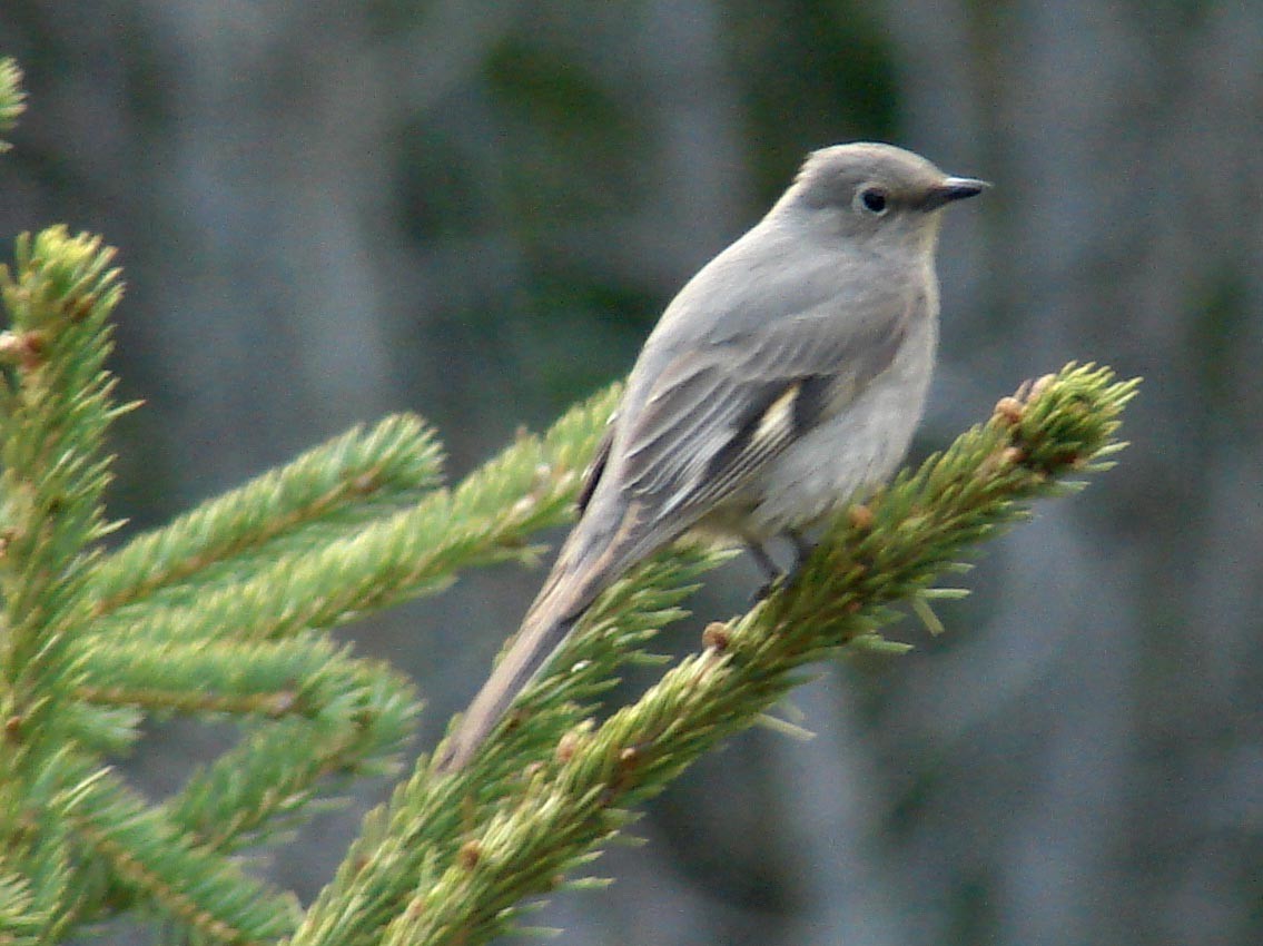 Townsend's Solitaire - ML40269021