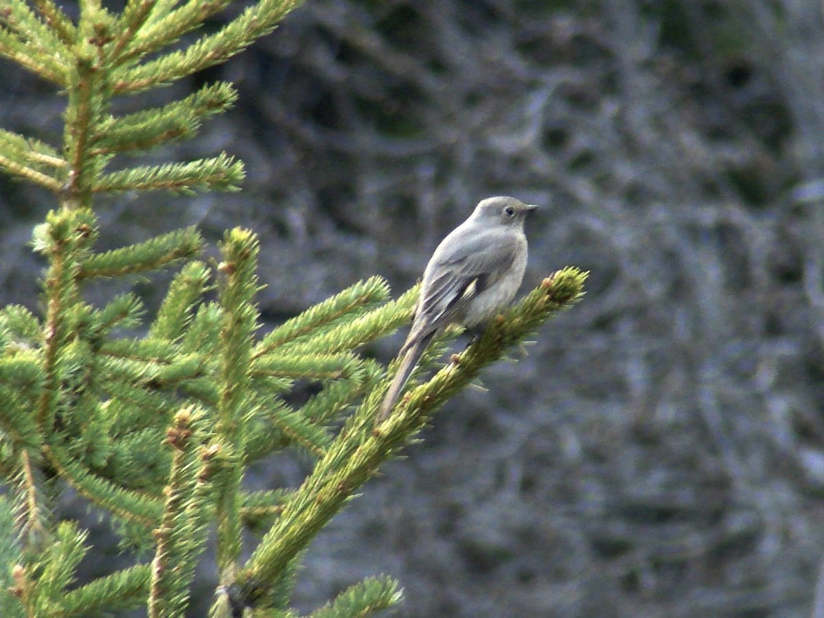 Townsend's Solitaire - ML40269031