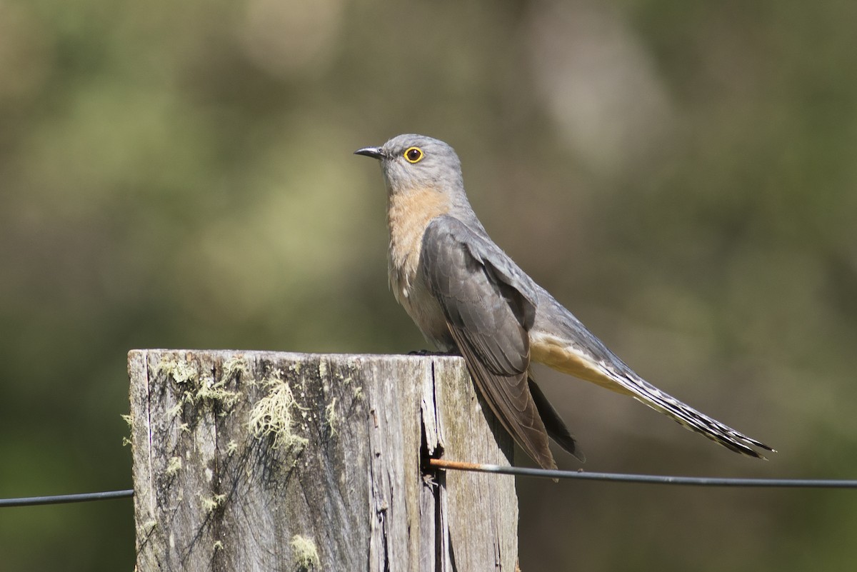 Fan-tailed Cuckoo - ML40269181