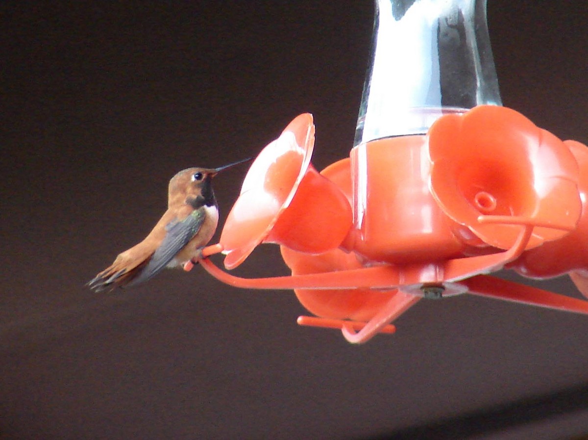 Rufous Hummingbird - ML40269231