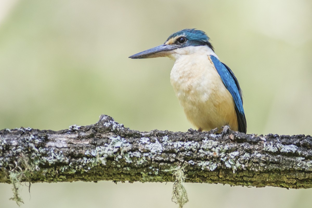 Sacred Kingfisher - ML40269261
