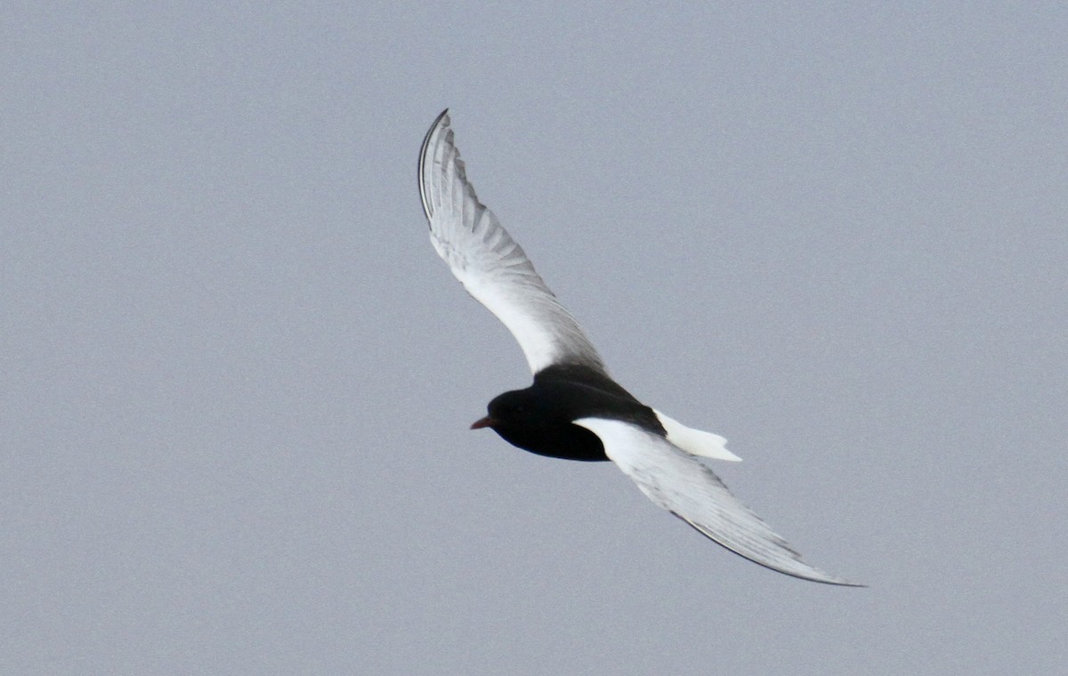 White-winged Tern - yuda siliki