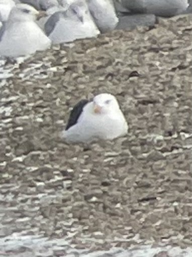 Goéland marin - ML402693581