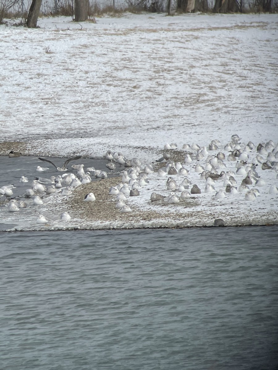 Goéland marin - ML402693621