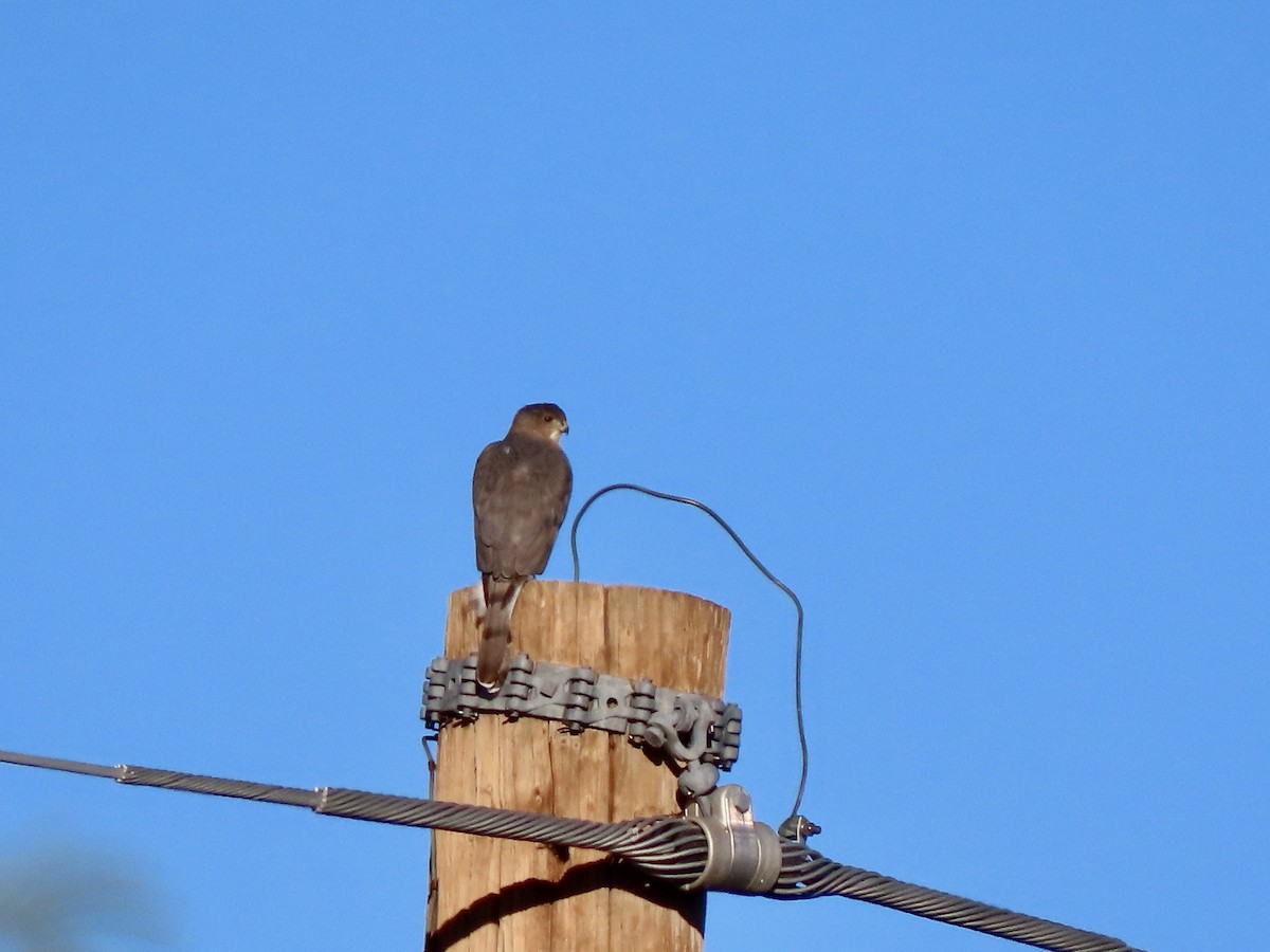 Cooper's Hawk - ML402693791