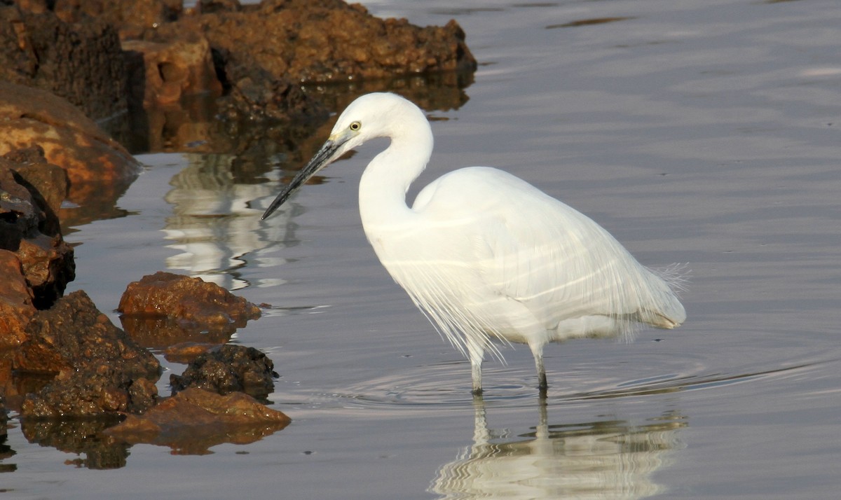 Little Egret - yuda siliki