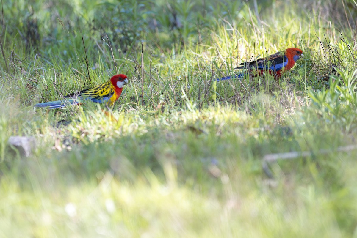 Eastern Rosella - ML40269601