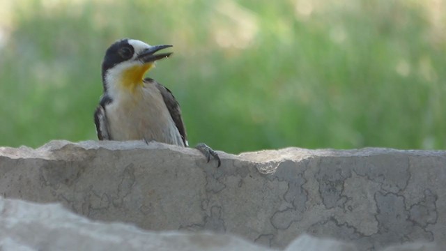 White-fronted Woodpecker - ML402696601