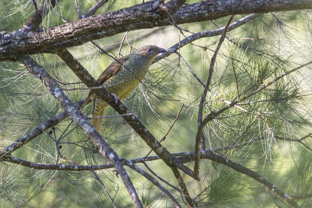 Satin Bowerbird - ML40269671