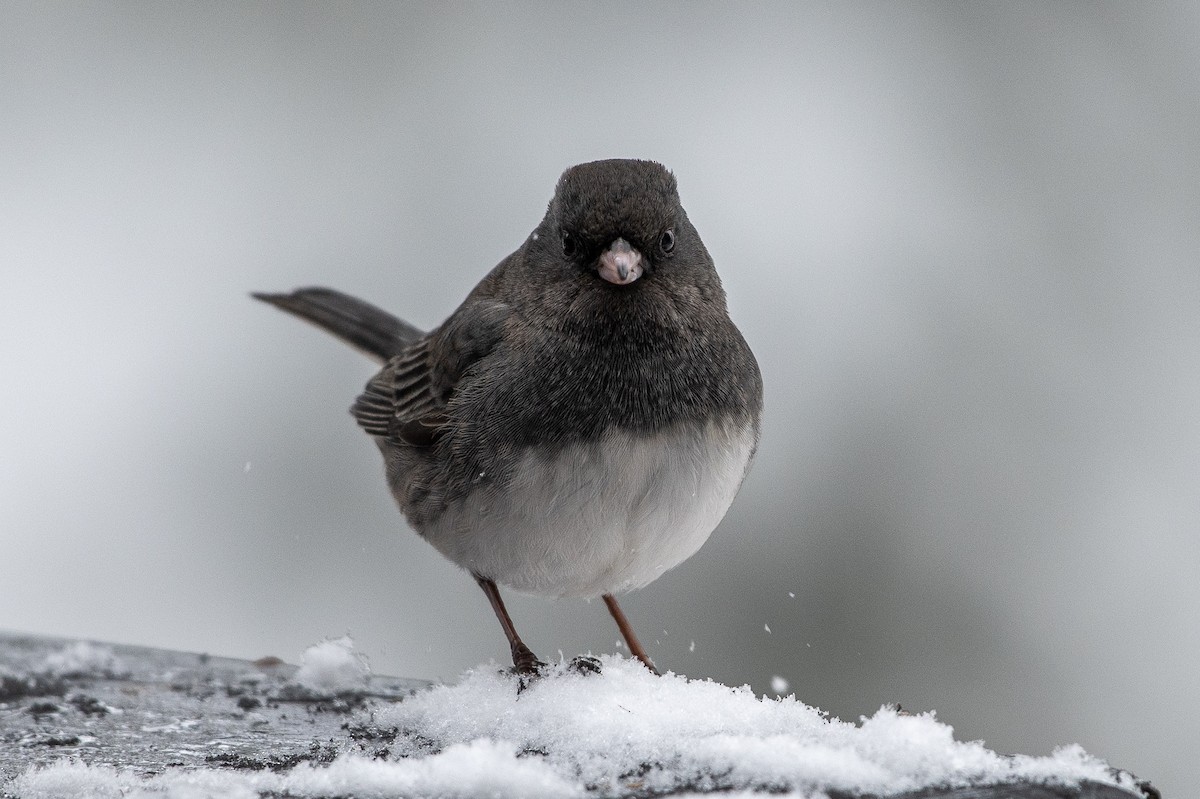 Dark-eyed Junco (Slate-colored) - ML402697781