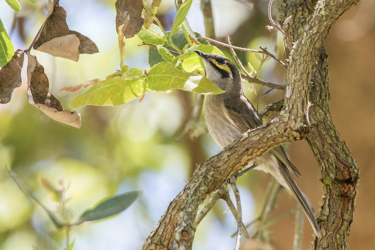 Yellow-faced Honeyeater - ML40269851