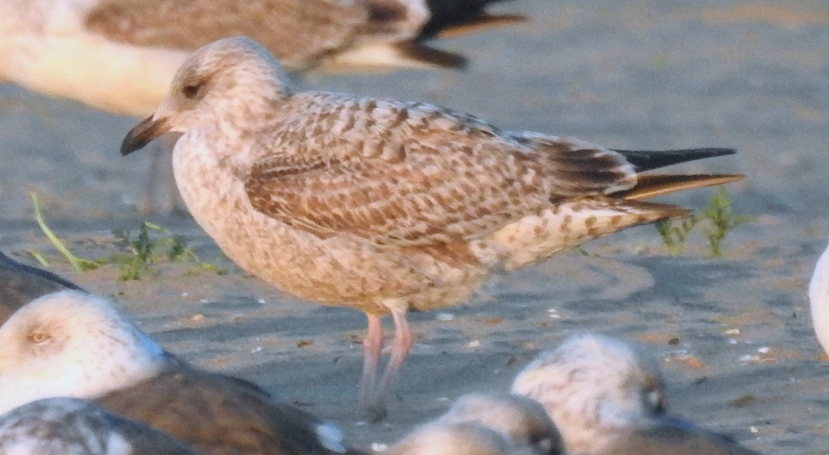 Herring Gull - ML402699301