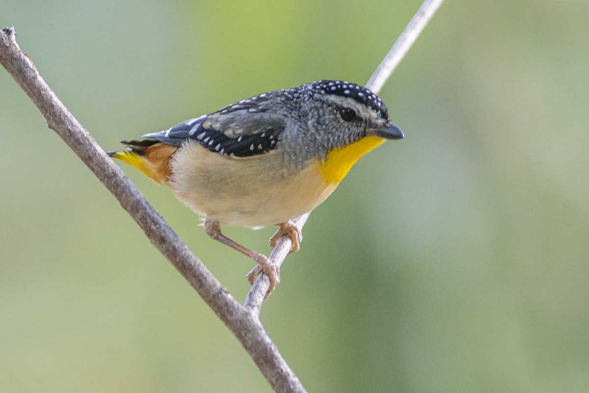 Spotted Pardalote - ML40269931