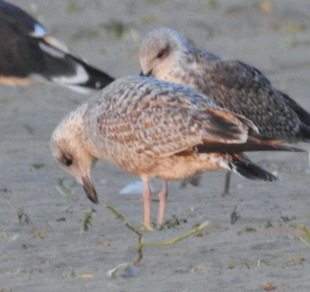 Herring Gull - ML402699311