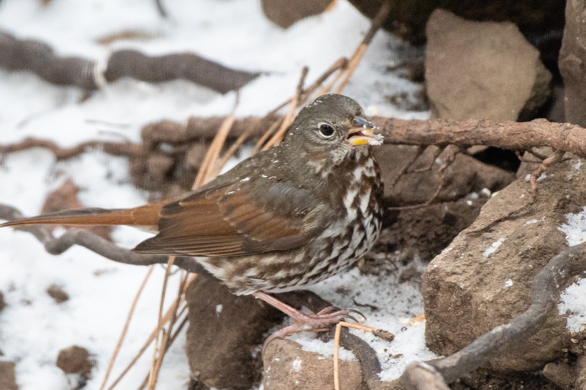 Fox Sparrow (Slate-colored) - Scott O'Donnell