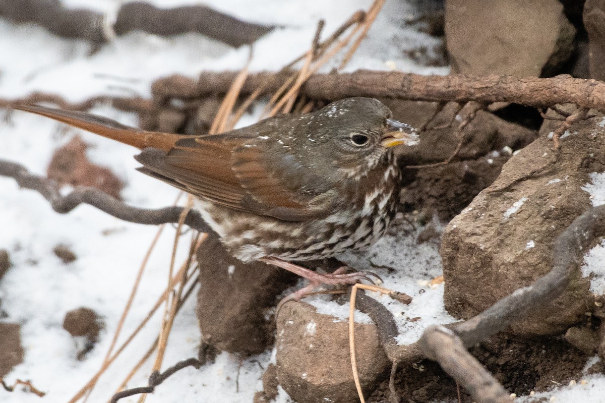 Fox Sparrow (Slate-colored) - Scott O'Donnell