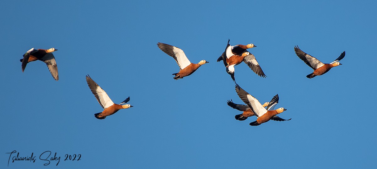 Ruddy Shelduck - ML402700071