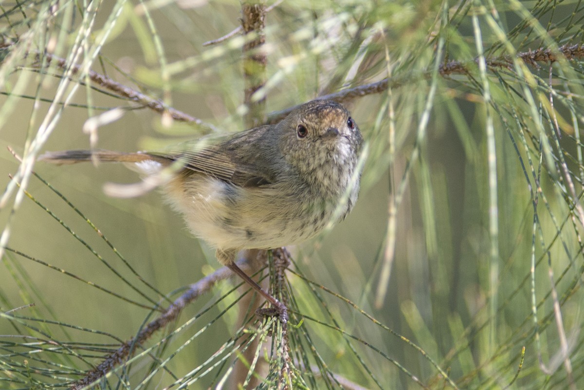 Brown Thornbill - ML40270011