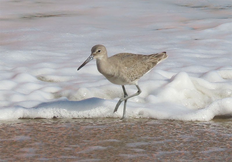 Willet - ML402700161