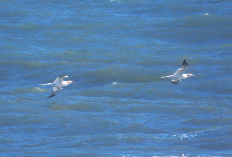 Northern Gannet - ML402700271