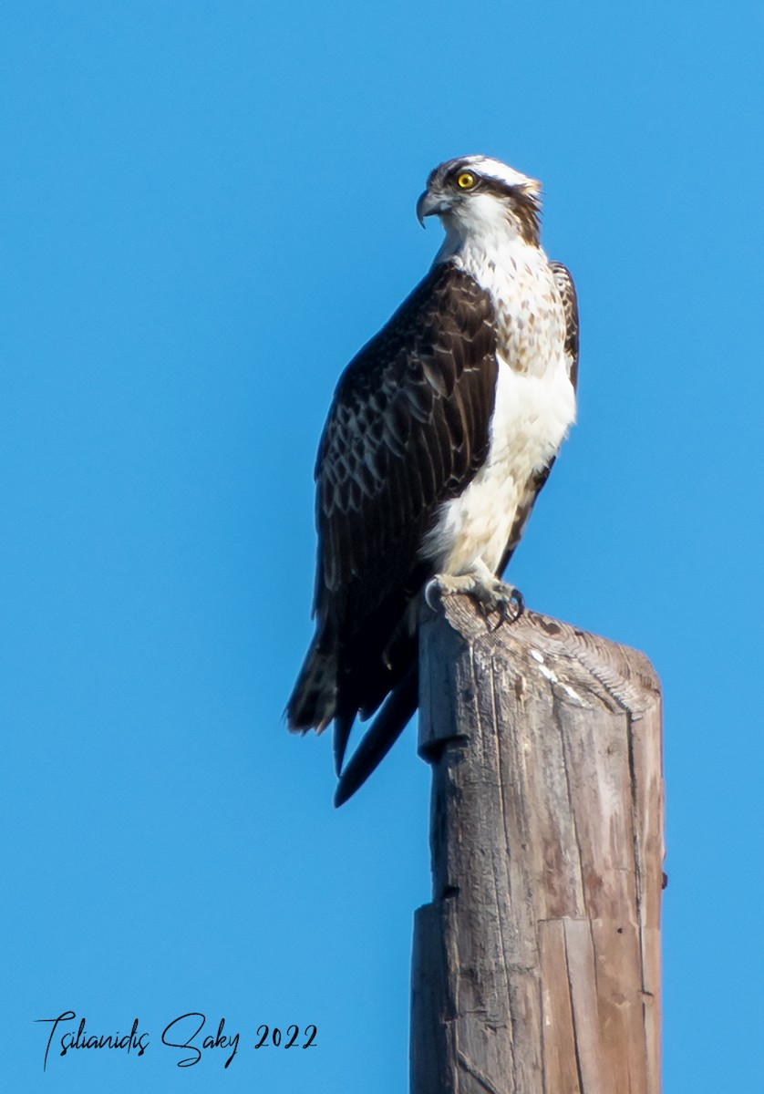 Águila Pescadora - ML402700291