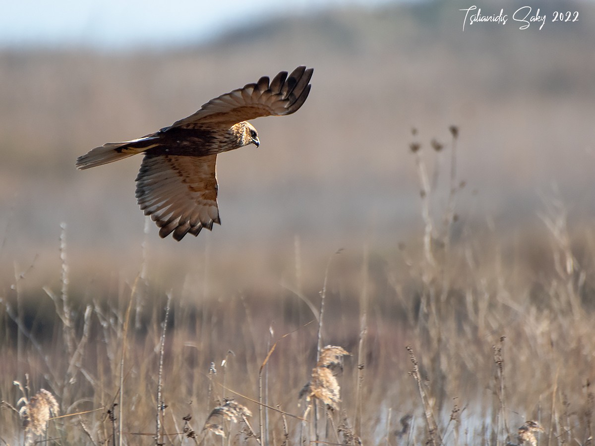 Western Marsh Harrier - ML402700391