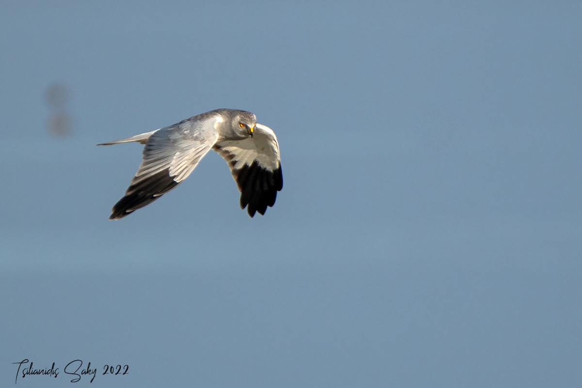 Hen Harrier - Saki Tsilianidis