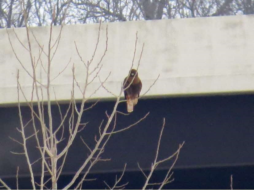 Red-tailed Hawk (calurus/abieticola) - ML402700901