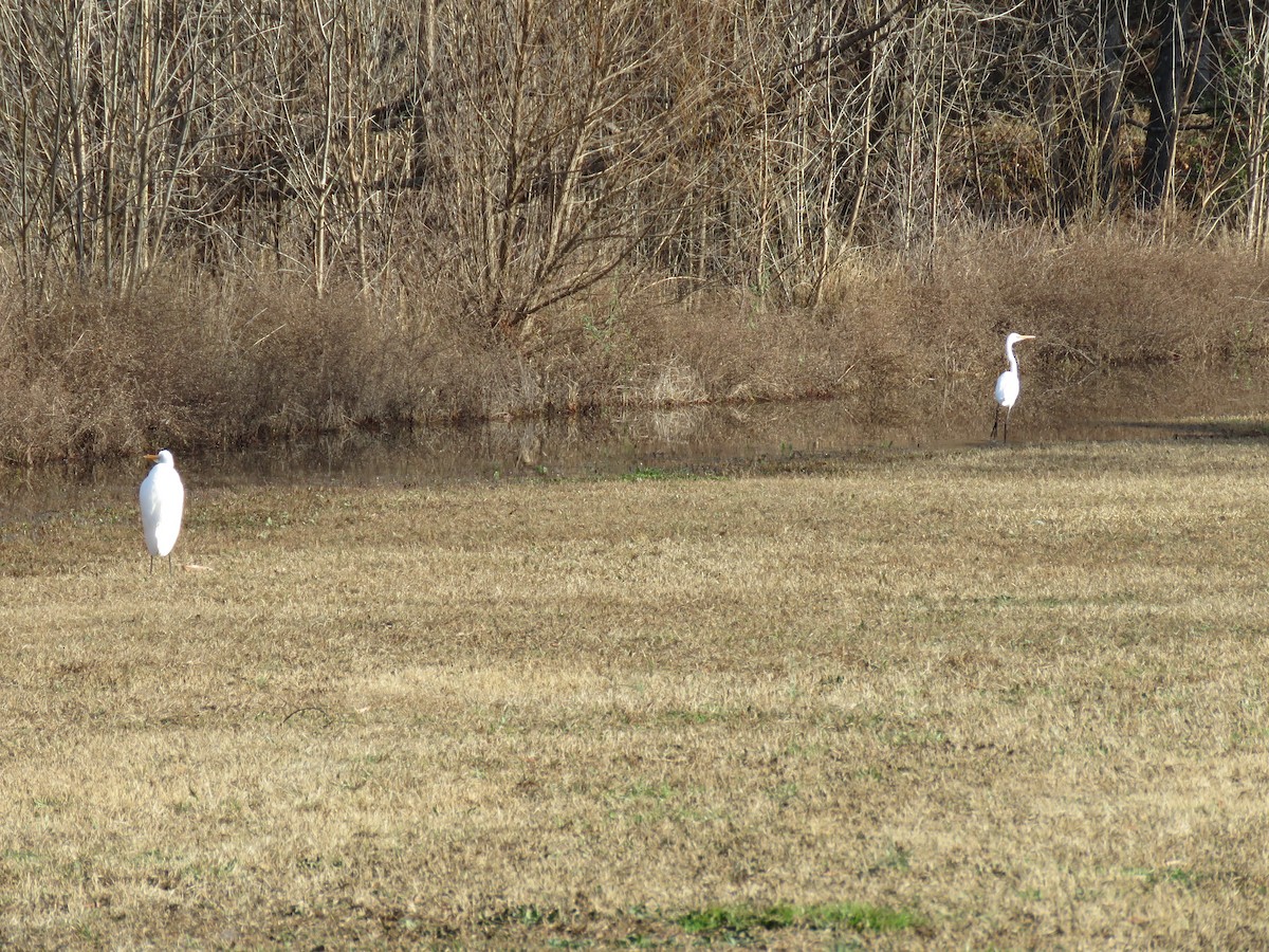 Great Egret - ML402701001