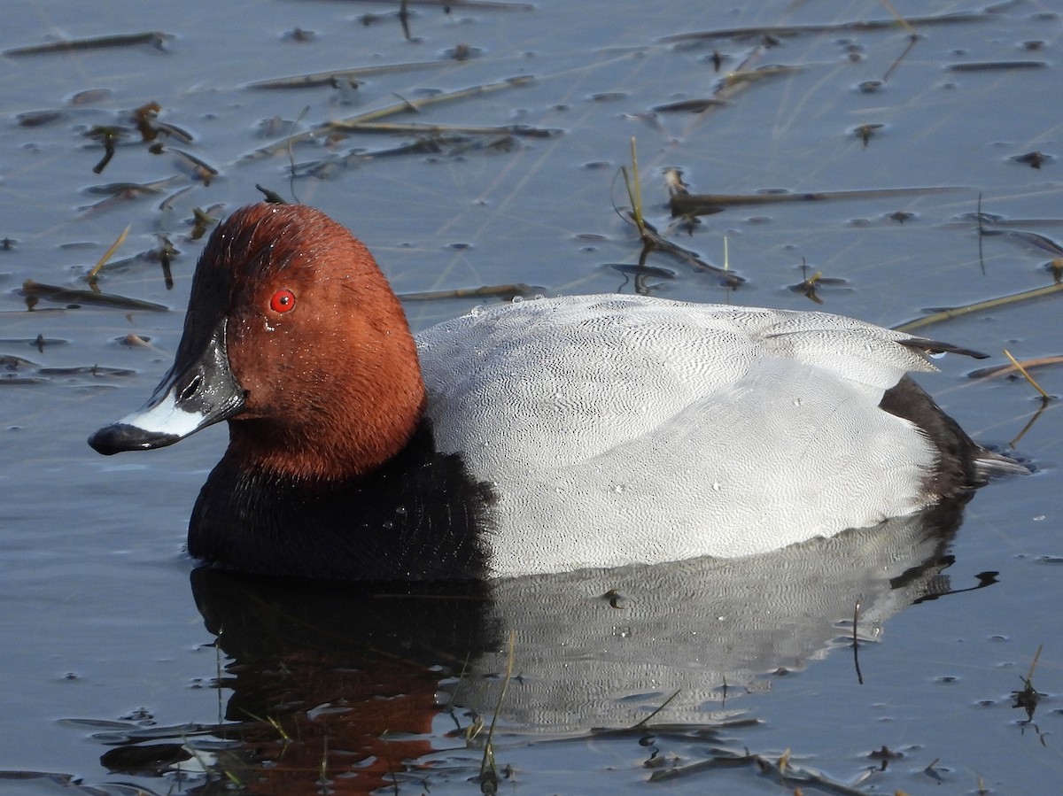 Common Pochard - ML402701071